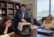 At my mother’s will reading, my siblings walked away with land and money while I was handed a cat. They humiliated me and kicked me out. But when I examined its collar that night, I found something they were never supposed to see…